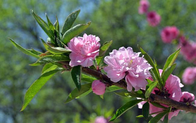 汽车火花塞型号对照表_汽车火花塞型号对照表大全