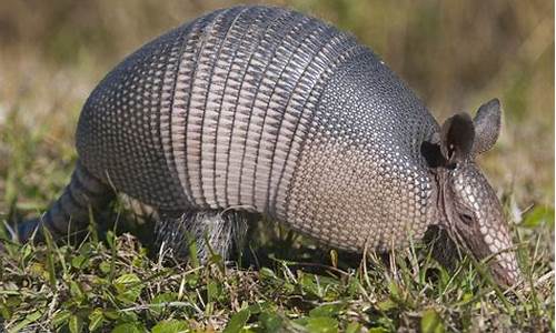 Armadillo 阿莫迪罗 售价_阿莫迪罗官网售价